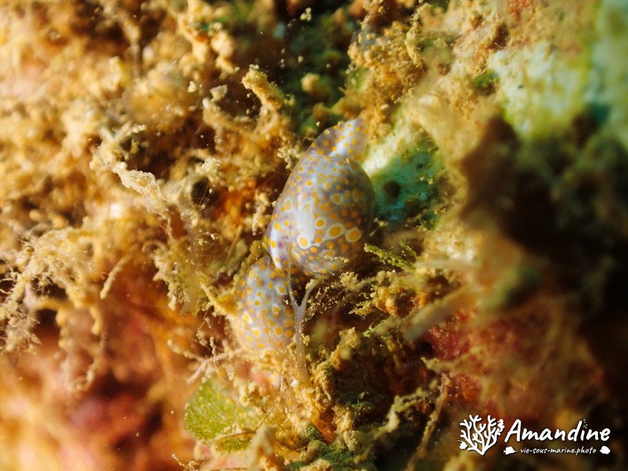 Lamprohaminoea ovalis