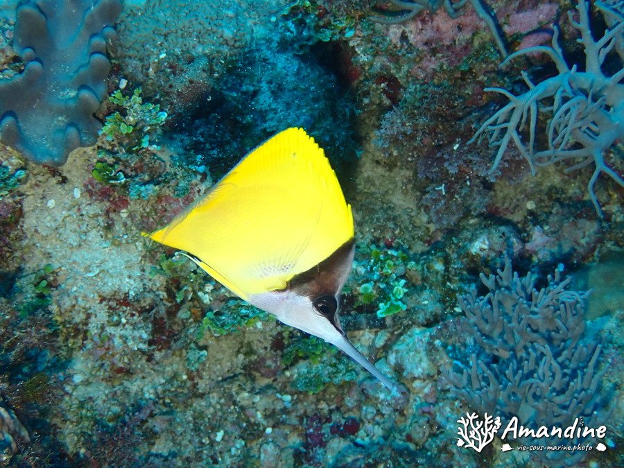 Forcipiger longirostris