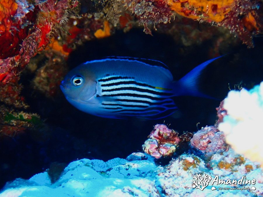 Genicanthus watanabei