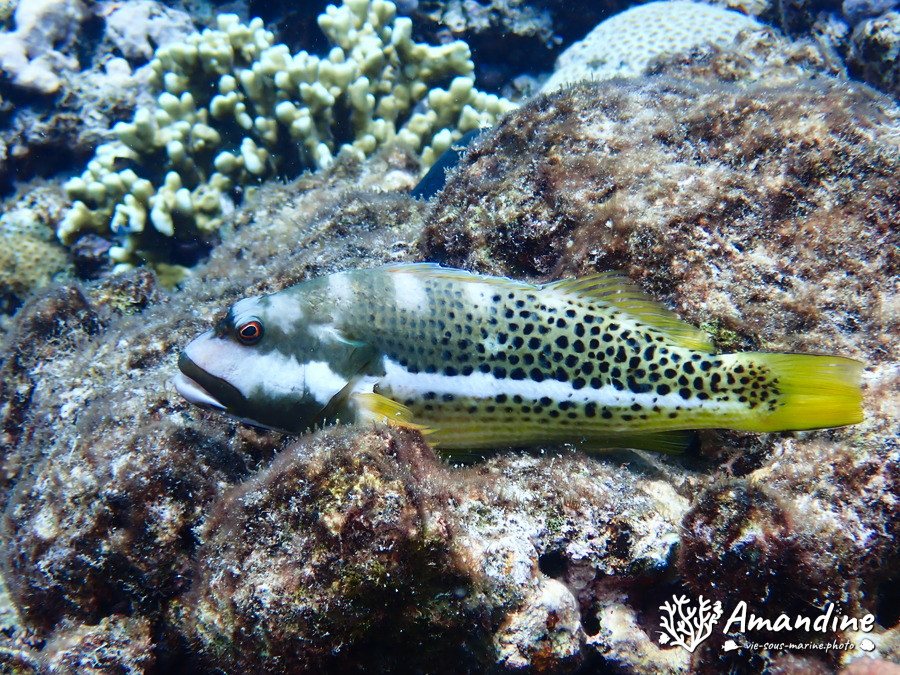 Paracirrhites hemistictus