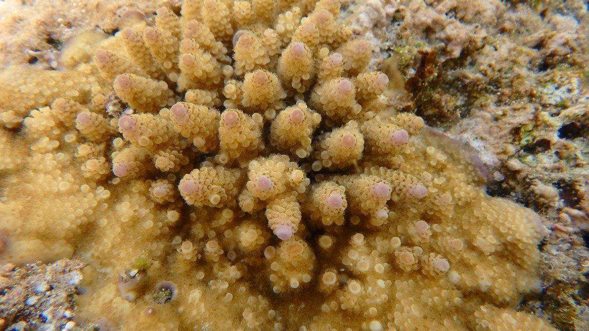 Acropora abrolhosensis