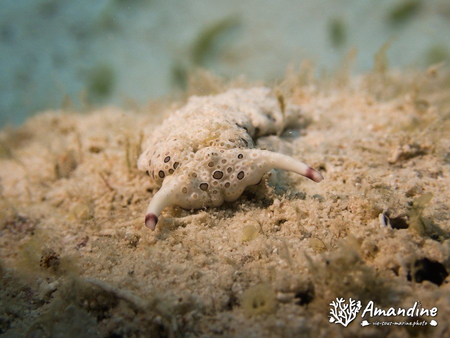 Mollusques