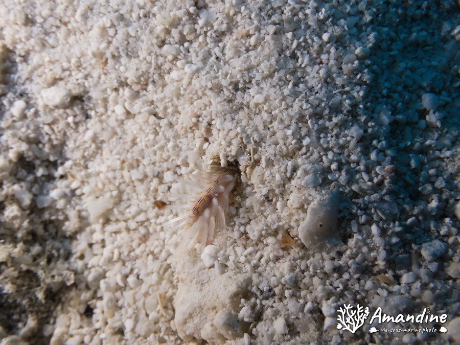 Organismes vermiformes