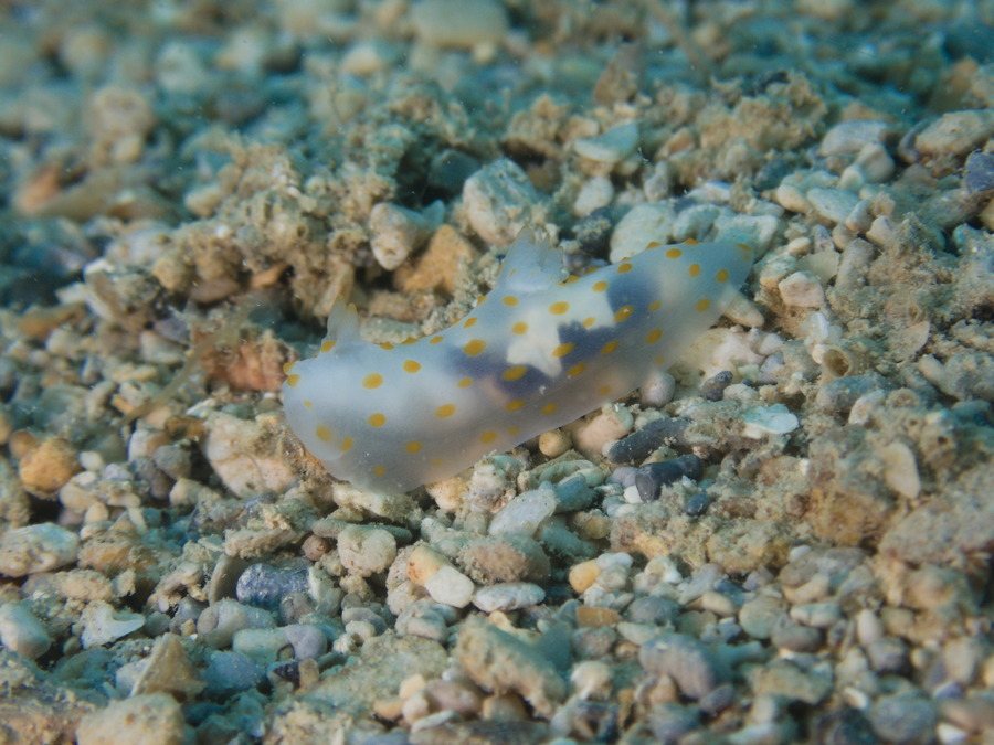 Gymnodoris sp.