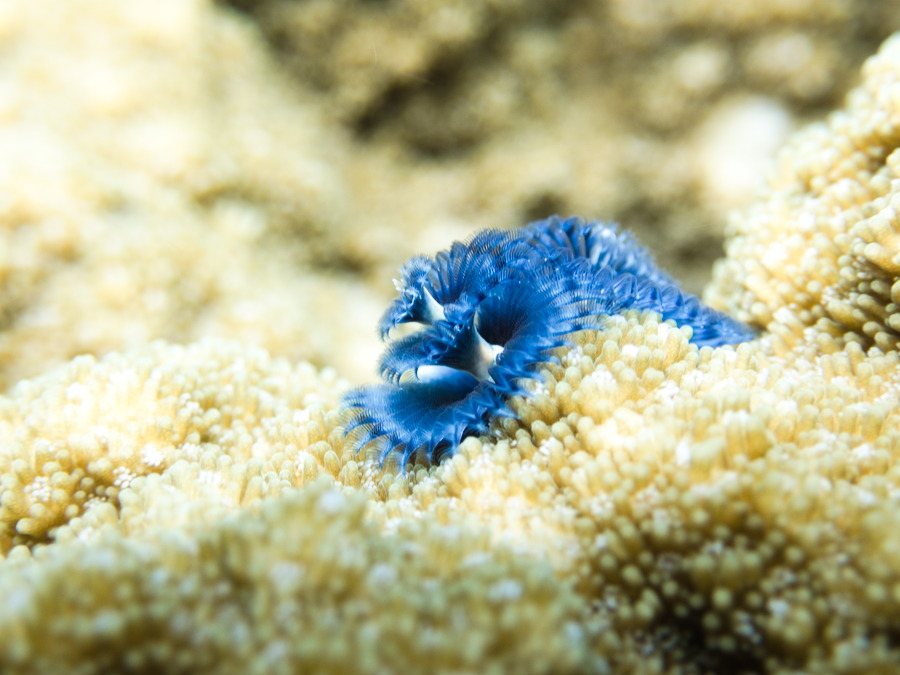 Spirobranchus corniculatus