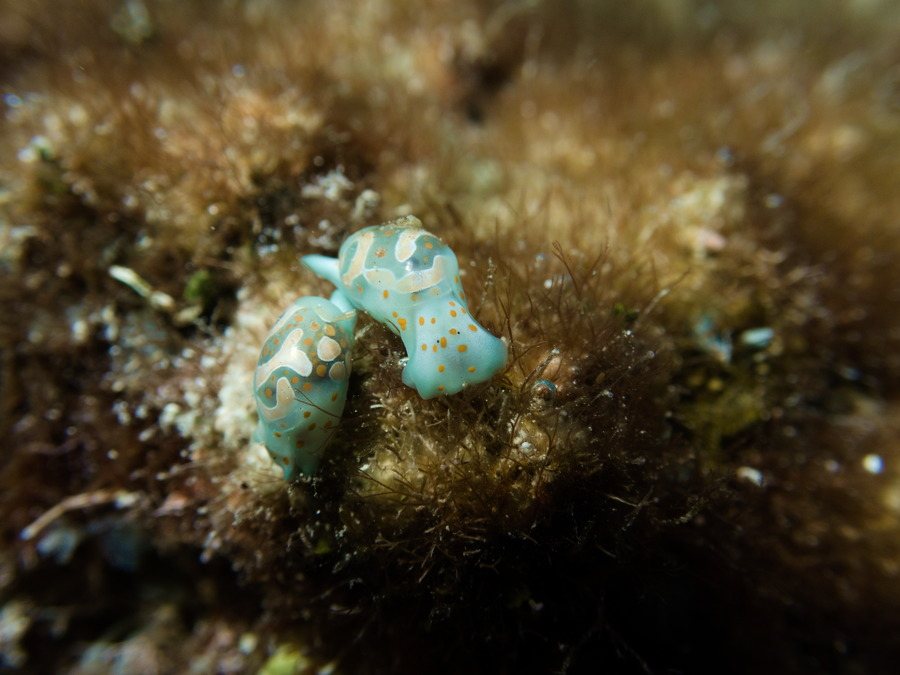 Mollusques