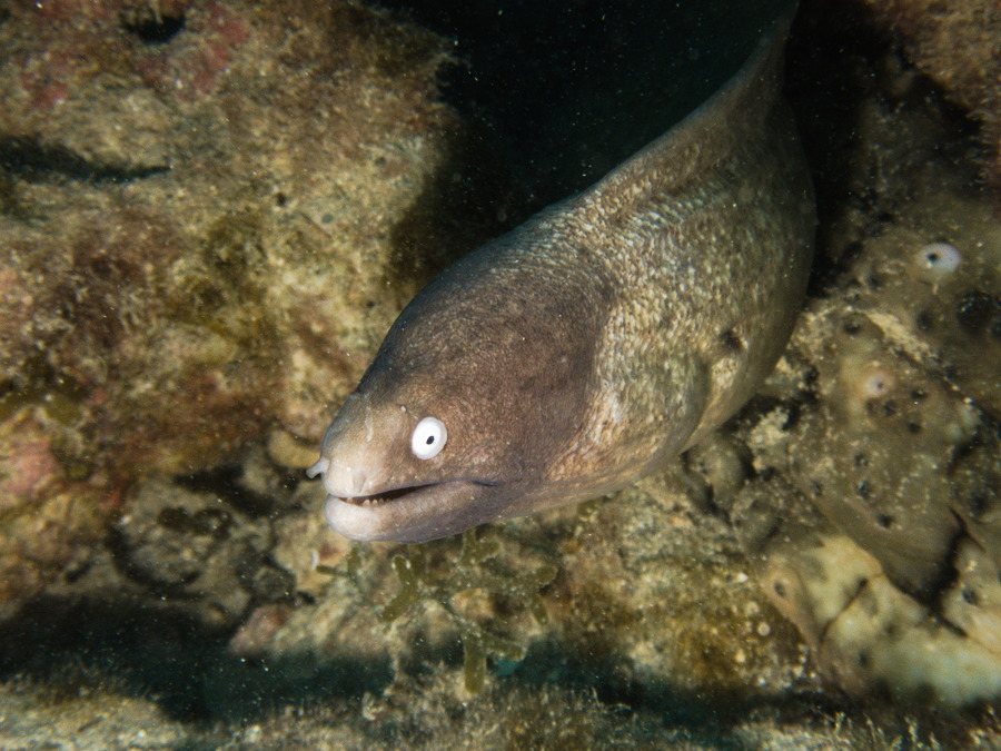 Gymnothorax thyrsoideus