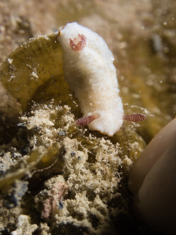 Mollusques