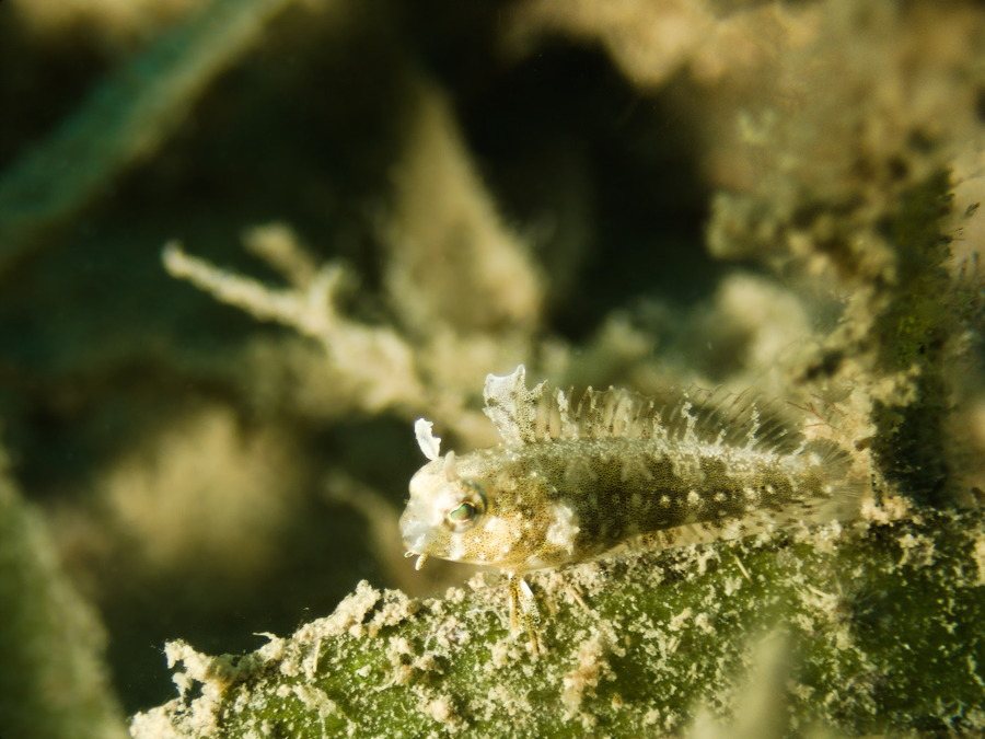Petroscirtes lupus