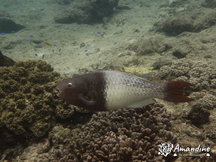 Poisson-perroquet