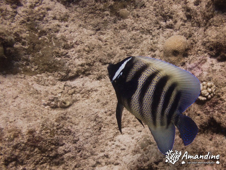 Pomacanthus sexstriatus