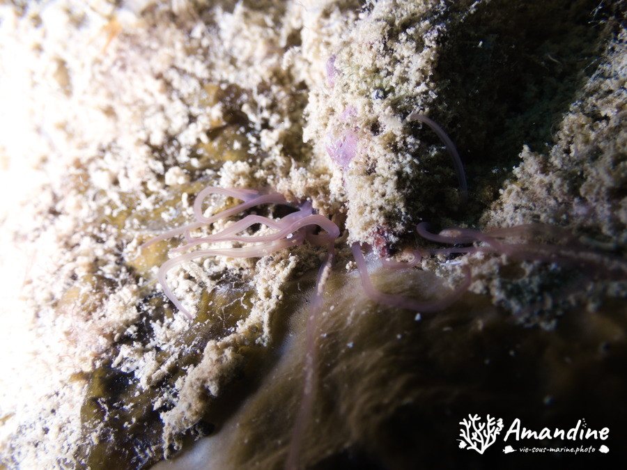 Loimia medusa