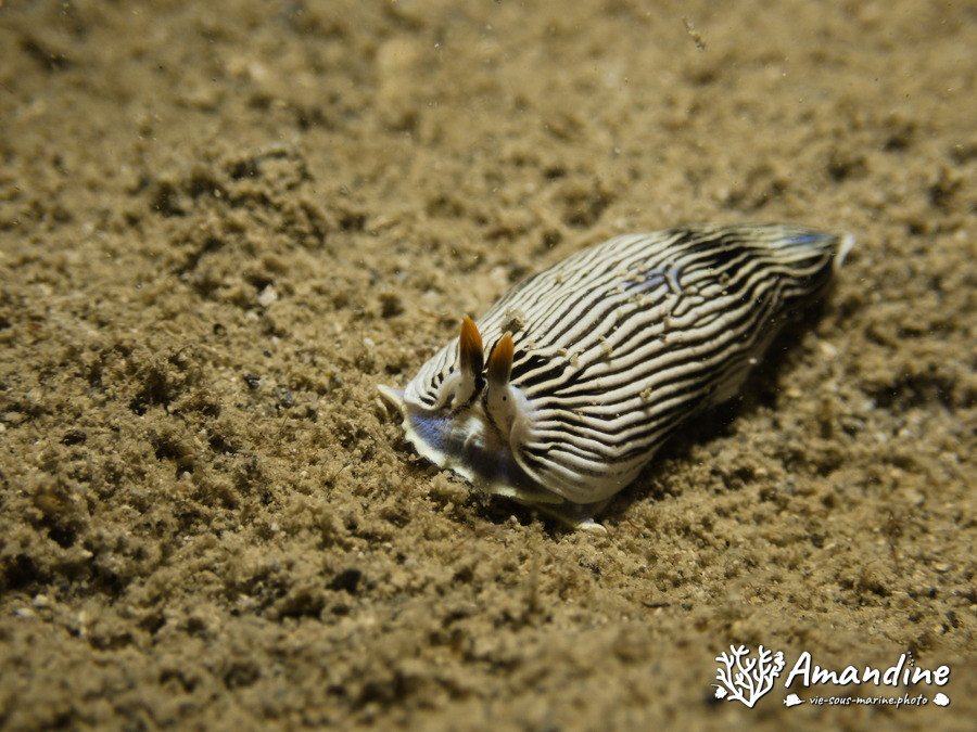 Armina sp.