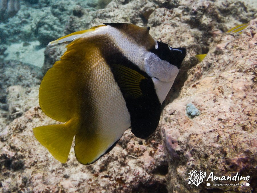 Heniochus monoceros