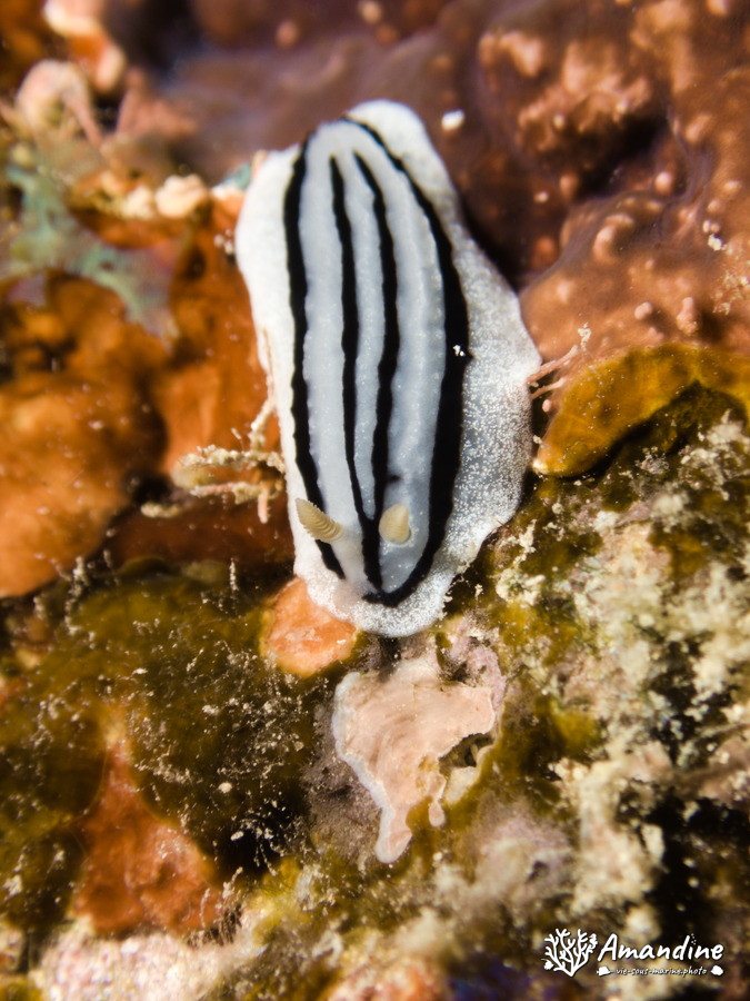 Phyllidiopsis xishaensis