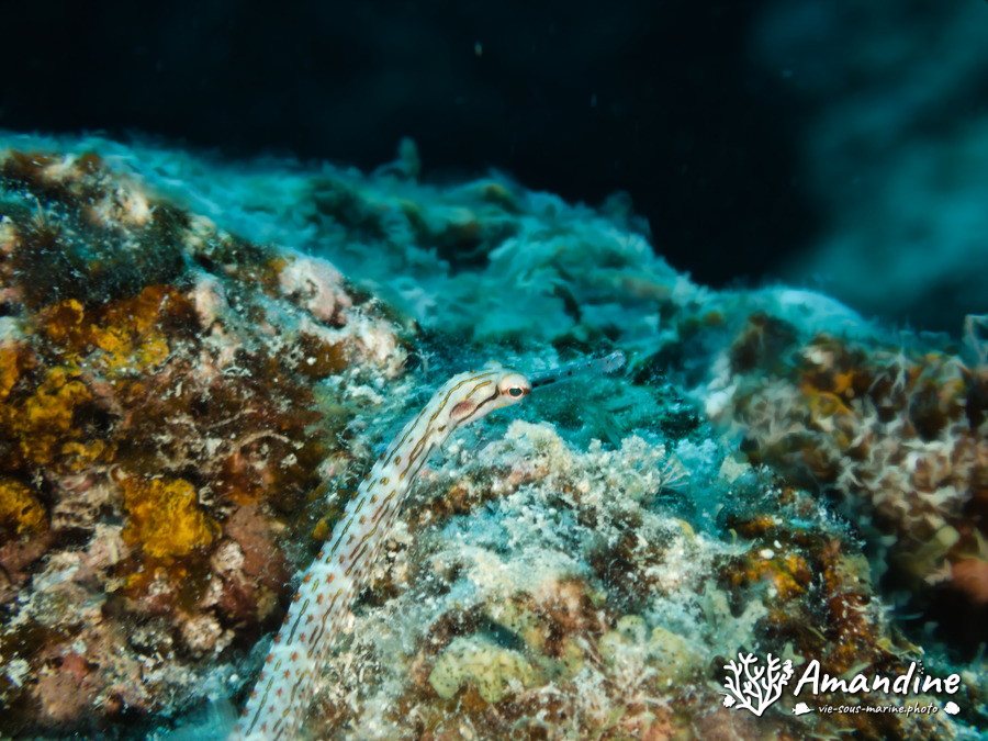 Corythoichthys ocellatus