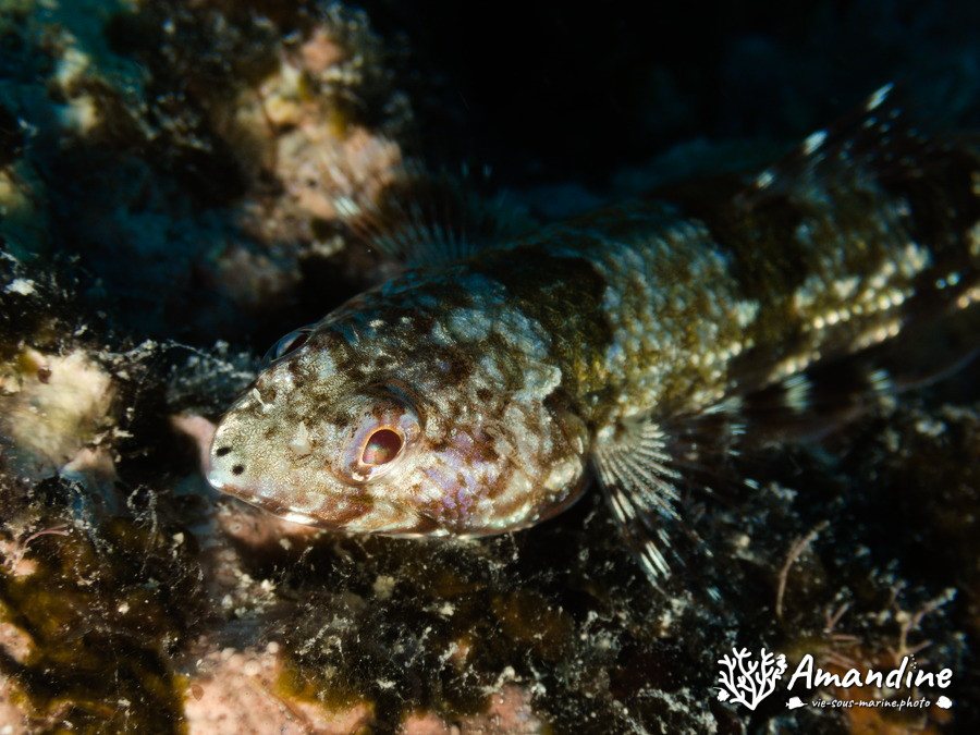 Saurida gracilis