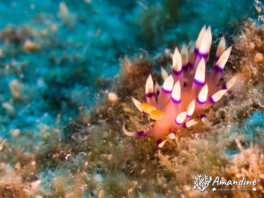 Flabellina exoptata