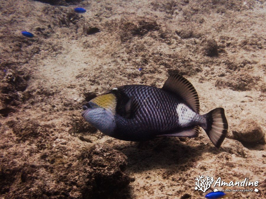 Balistoides viridescens