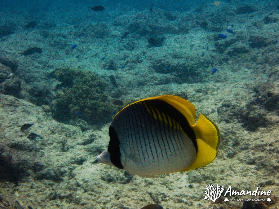 Chaetodon lineolatus