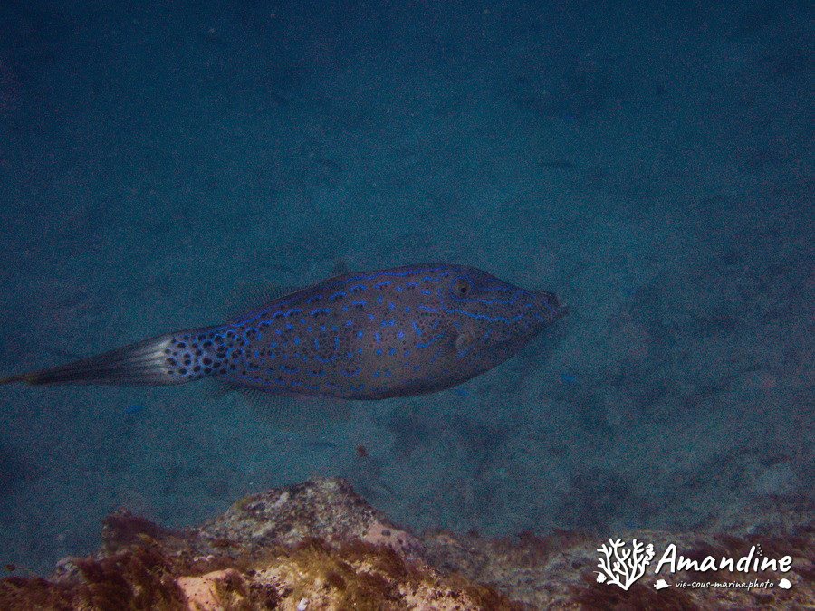 Aluterus scriptus