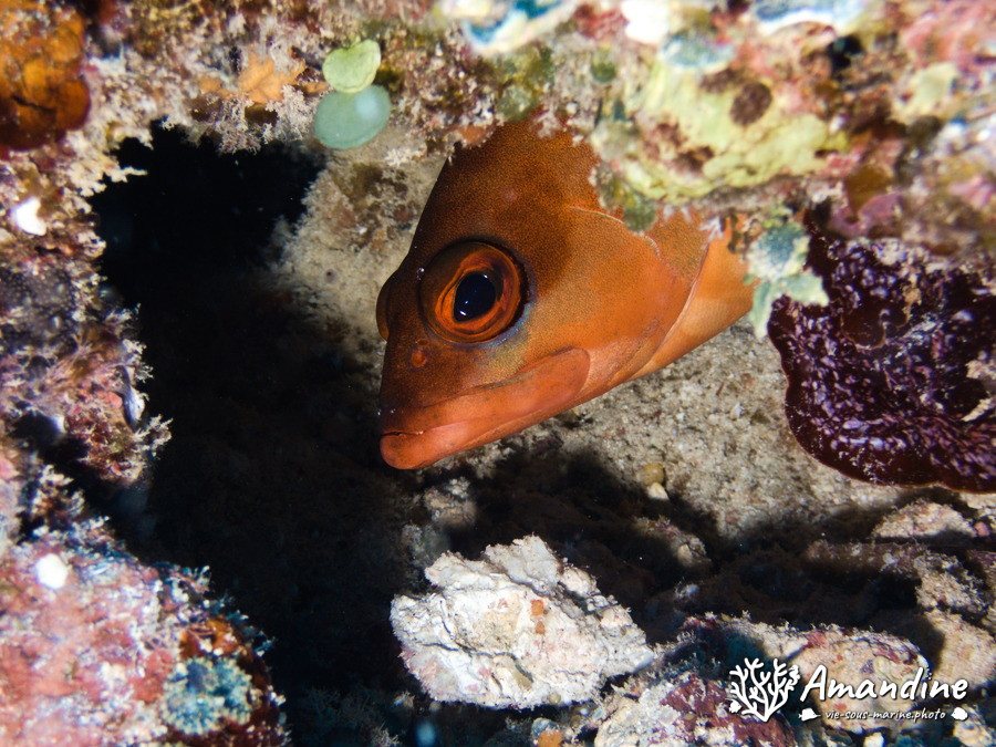 Epinephelus fasciatus