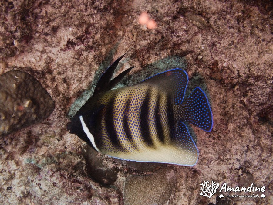 Pomacanthus sexstriatus