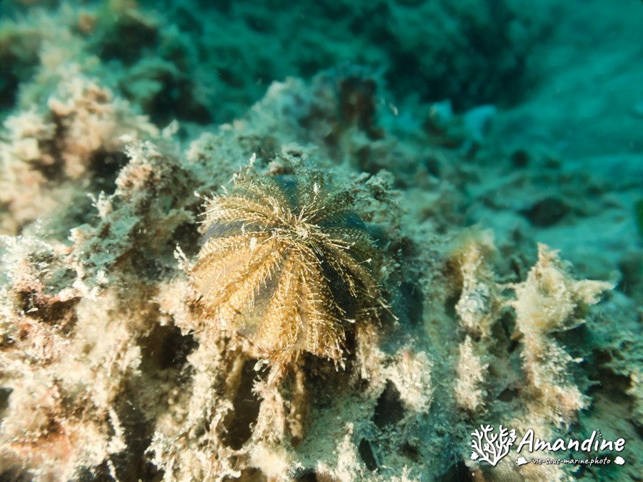 Mespilia globulus