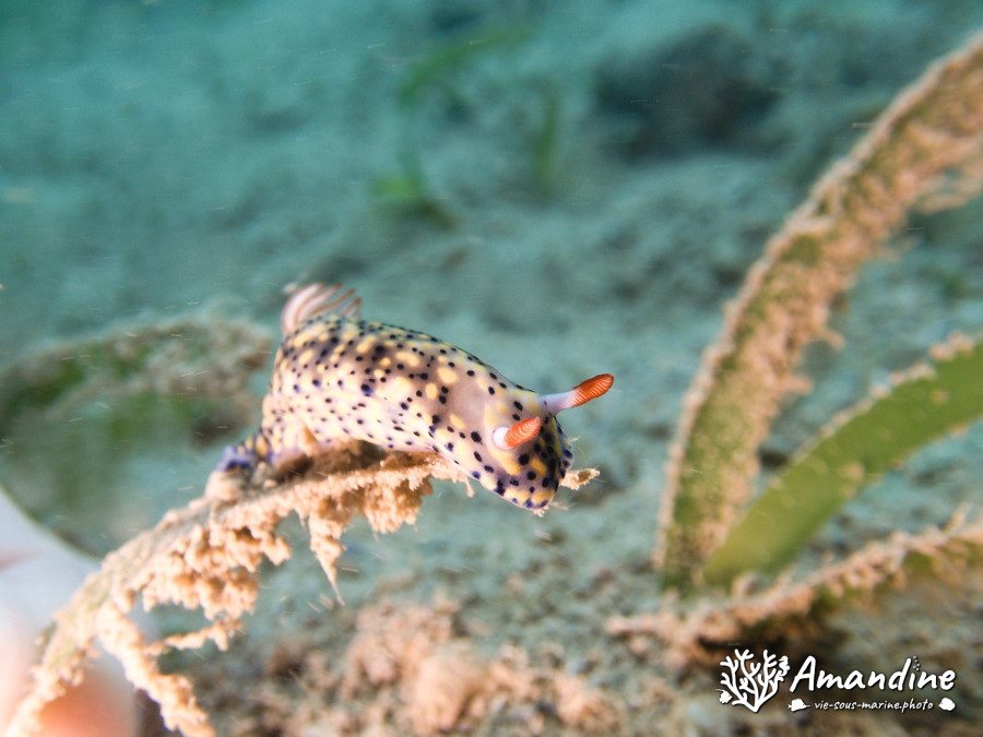Hypselodoris infucata