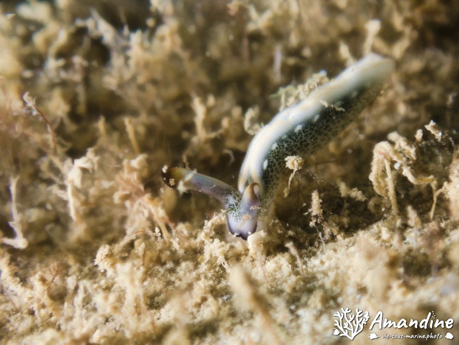 Thuridilla carlsoni