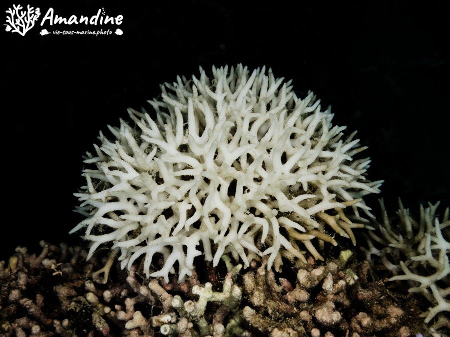Seriatopora hystrix