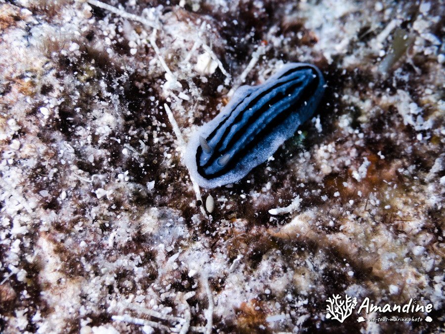 Chromodoris willani