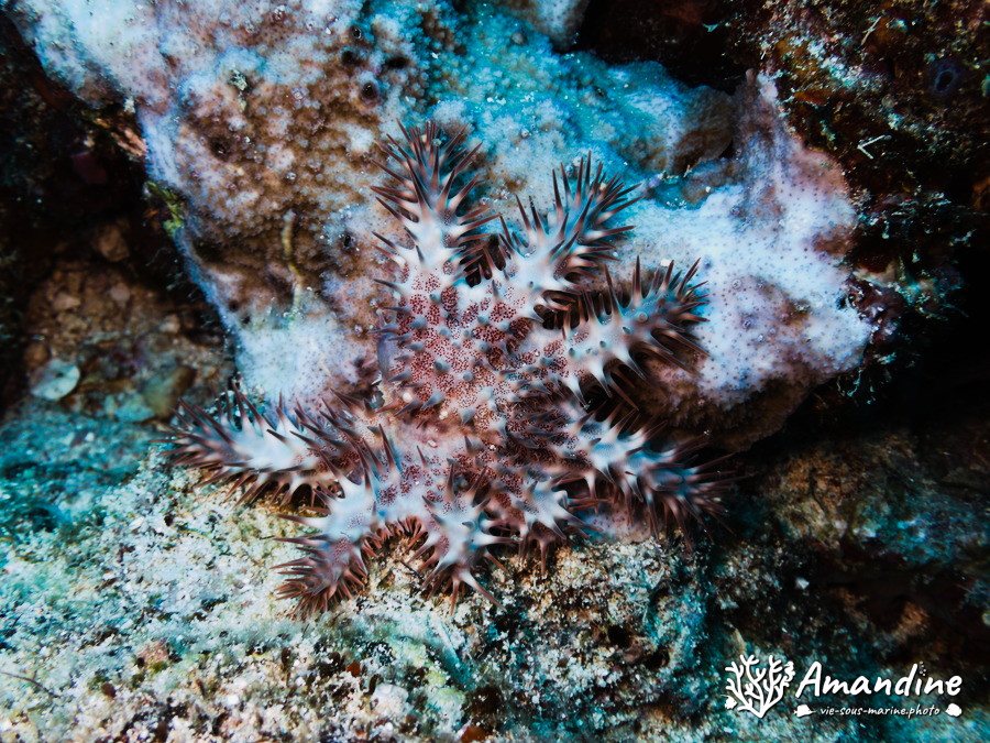 Acanthaster planci
