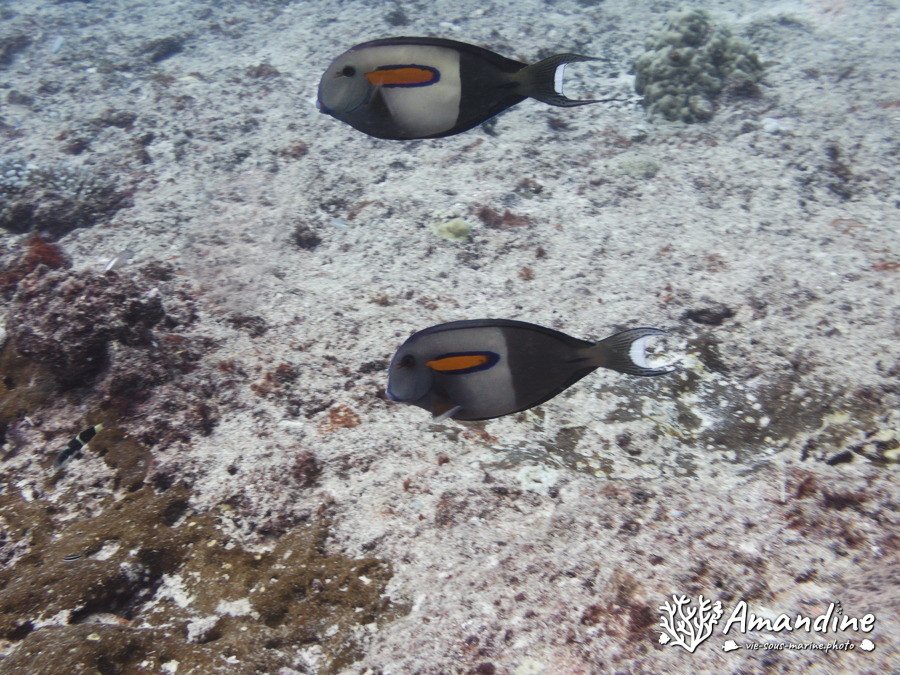 Acanthurus olivaceus