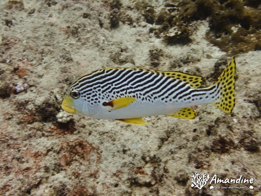 Plectorhinchus lineatus
