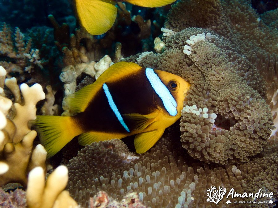 Amphiprion chrysopterus
