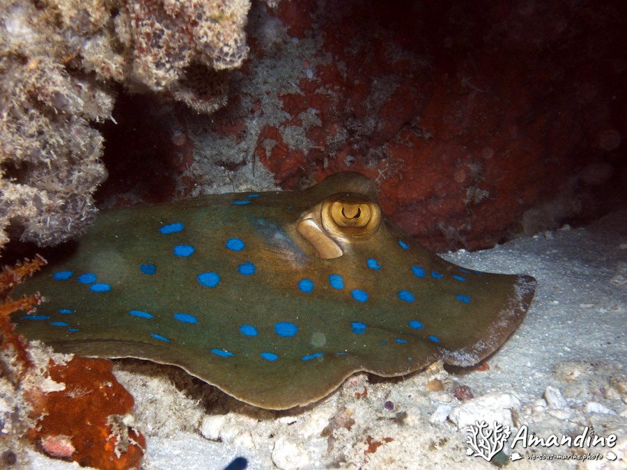 Vertébrés