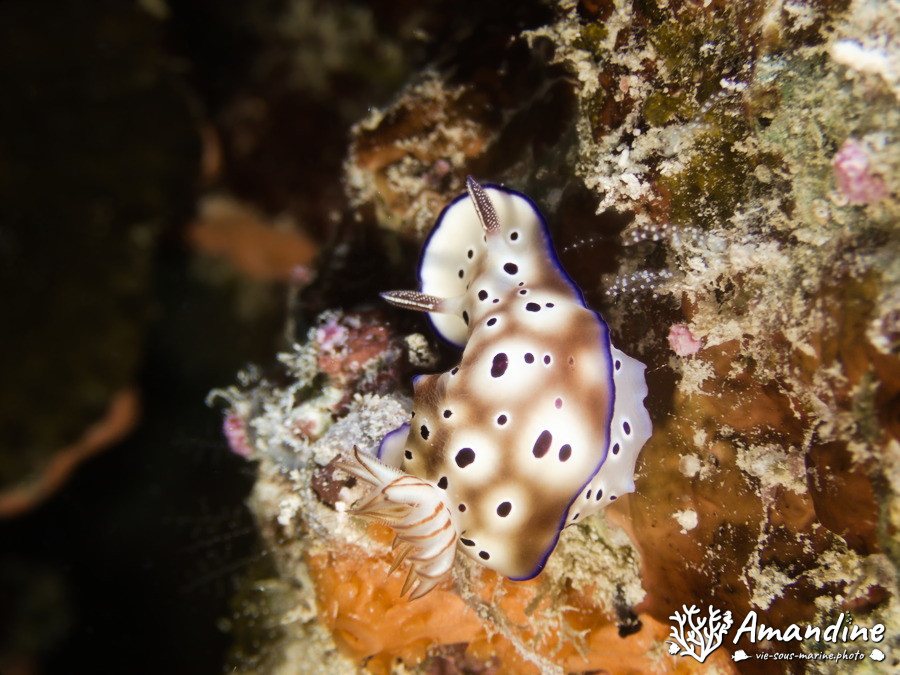 Chromodoris leopardus