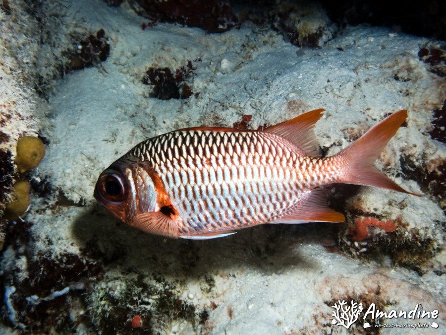 Poisson-soldat