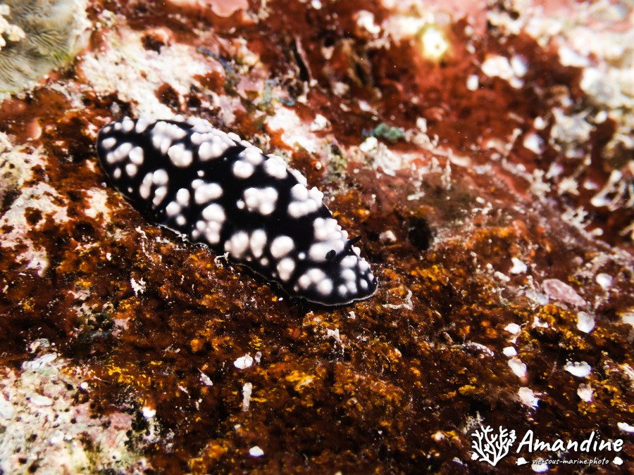Mollusques