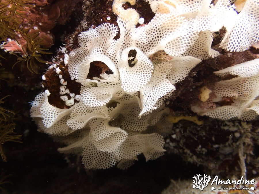 Iodictyum sp.