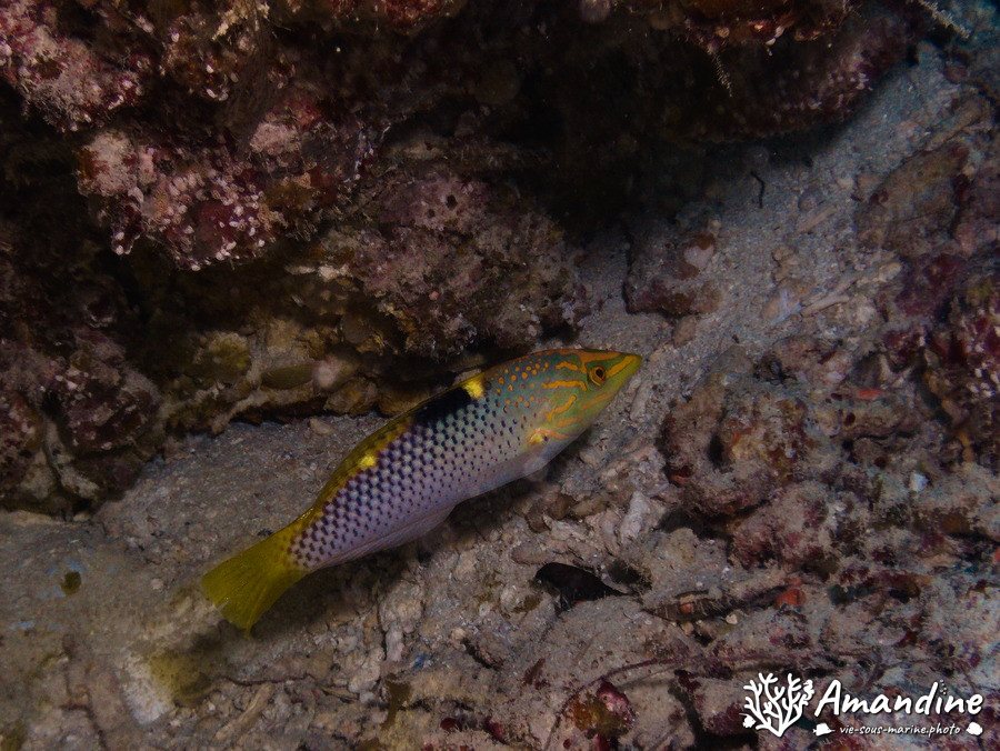 Halichoeres hortulanus
