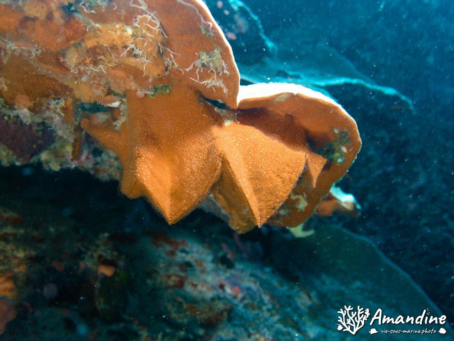 Mollusques