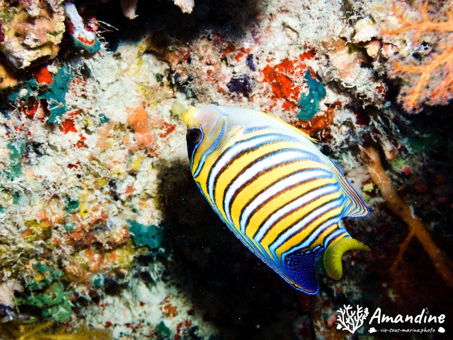 Pygoplites diacanthus