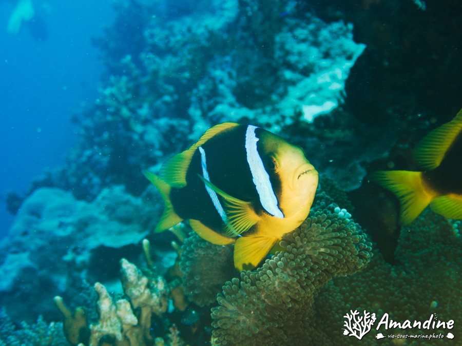 Amphiprion clarkii