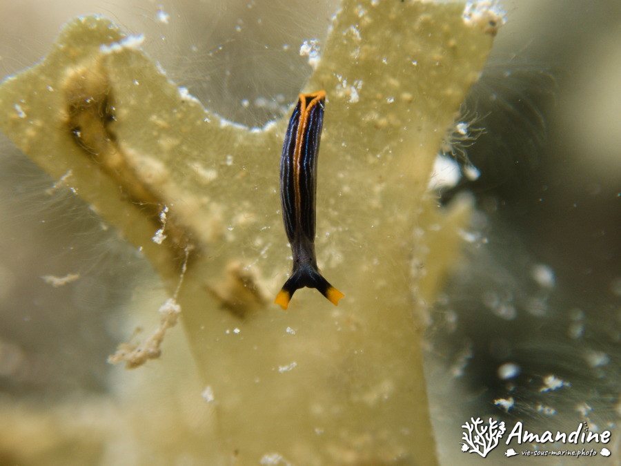 Thuridilla bayeri