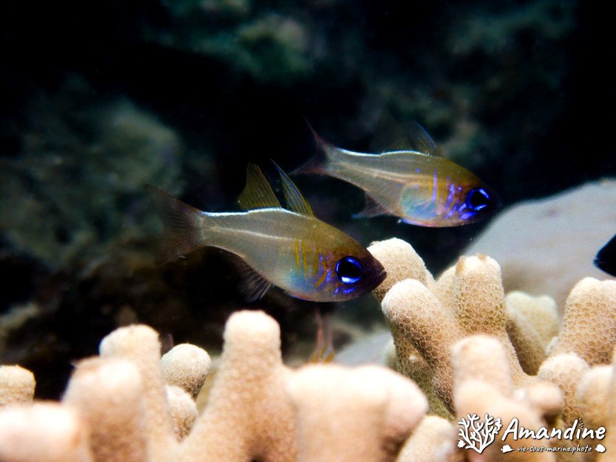 Zoramia leptacanthus