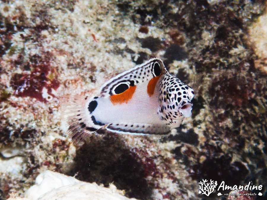 Coris aygula