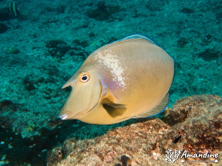 Naso unicornis