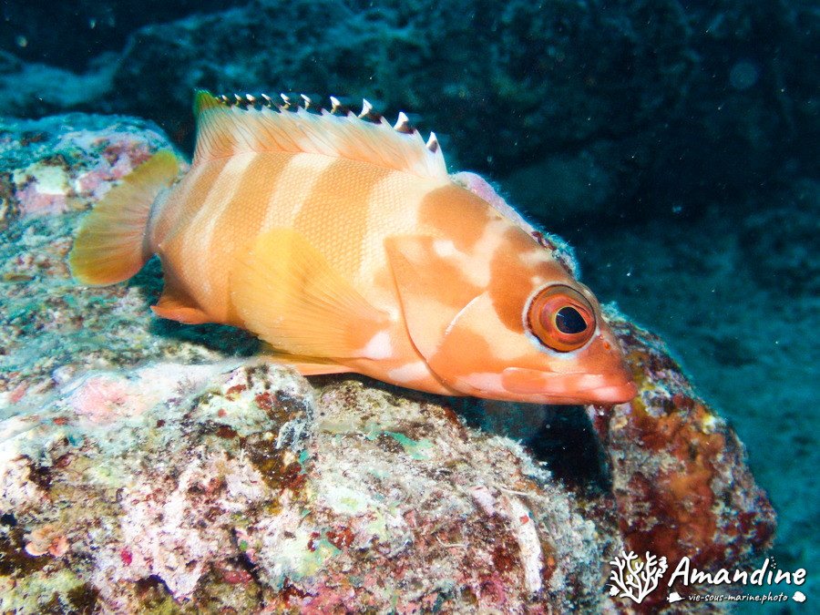 Epinephelus fasciatus